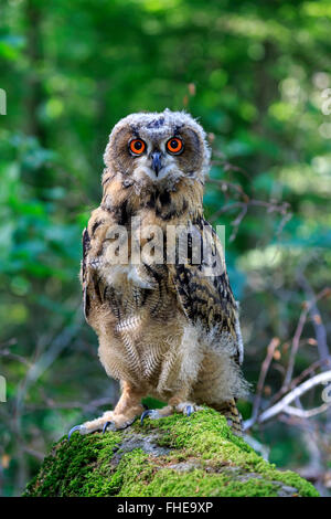 Uhu, Pelm, Kasselburg, Eifel, Deutschland, Europa / (Bubo Bubo) Stockfoto