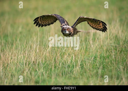 Uhu, Erwachsenen fliegen, Pelm, Kasselburg, Eifel, Deutschland, Europa / (Bubo Bubo) Stockfoto