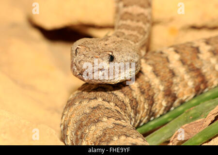 Prärie-Klapperschlange, Erwachsene Porträt, USA, Nordamerika / (Crotalus Viridis) Stockfoto