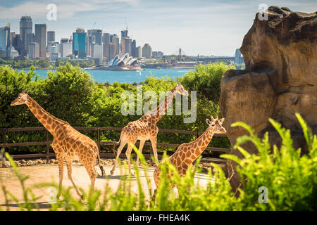 Giraffen mit wunderschöne Stadt Sydney im Hintergrund an einem hellen Tag, NSW, Australien Stockfoto