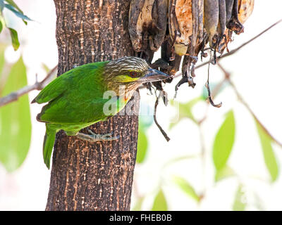 Ein grün-Schmuckschildkröte Barbet (Megalaima Faiostricta) thront auf einem kleinen Baum im Wald in Thailand Stockfoto