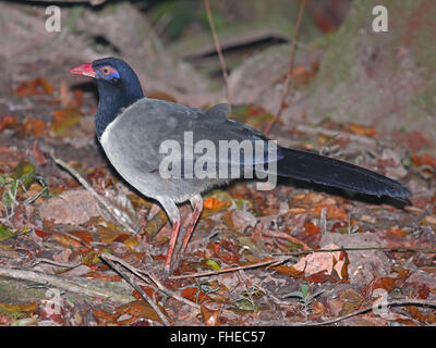 Ein Korallen-billed Boden-Kuckuck zu Fuß auf den Waldboden in Thailand Stockfoto