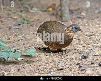 Ein Scaly-breasted Rebhuhn (Arborophila Chloropus) auf dem Waldboden im Westen Thailands Stockfoto