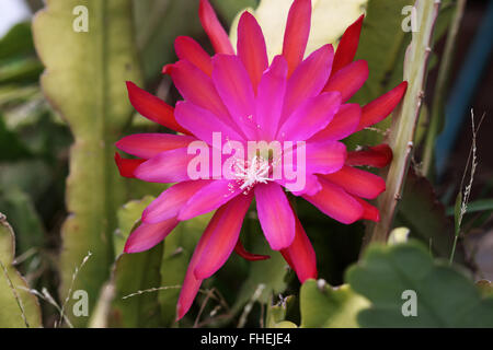 Leuchtend rosa oder rote Epiphyllum oder bekannt als Orchid cactus Stockfoto