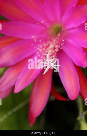 Nahaufnahme von leuchtend rosa oder rote Epiphyllum oder bekannt als Orchid cactus Stockfoto