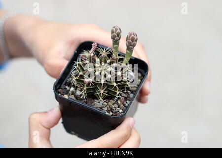 Gymnocalycium Mihanovichii oder bekannt als Rose Karo Kaktus oder Kinn Kaktus Stockfoto