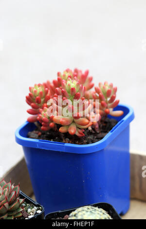 Sedum Rubrotinctum oder Sedum × Rubrotinctum oder auch bekannt als die Jelly Bean-Anlage Stockfoto