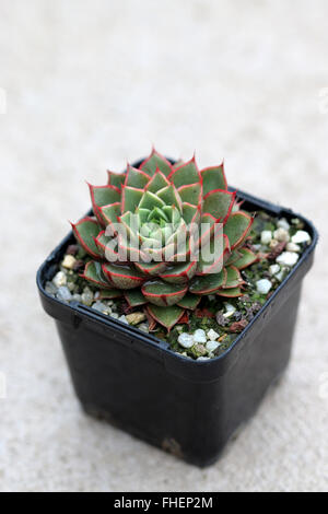 Echeveria Shamrock Sukkulenten Stockfoto