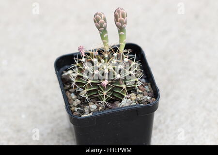 Gymnocalycium Mihanovichii oder bekannt als Rose Karo Kaktus oder Kinn Kaktus Stockfoto