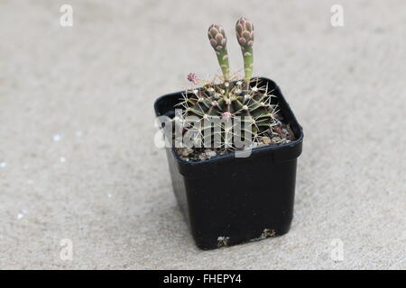 Gymnocalycium Mihanovichii oder bekannt als Rose Karo Kaktus oder Kinn Kaktus Stockfoto