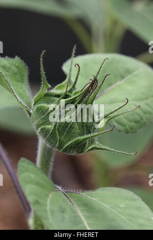 Schuss von Sonnenblume Knospe hautnah Stockfoto