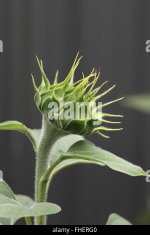 Schuss von Sonnenblume Knospe hautnah Stockfoto