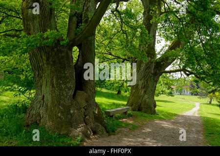 Mächtige Eichen, alten Bäumen im Schlossgarten, Putbus, Rügen, Mecklenburg-Western Pomerania, Deutschland Stockfoto