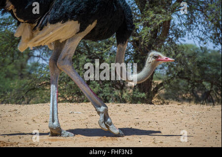 Gemeinsamen Strauß (Struthio Camelus) auf der Suche nach Nahrung, Kgalagadi Transfrontier Park, Northern Cape, Südafrika Stockfoto