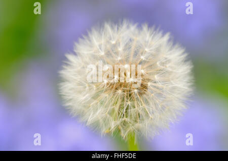 Löwenzahn (Taraxacum Sect. Ruderalia), Löwenzahn-Uhr, Saatgut Kopf Schlag Ball, North Rhine-Westphalia, Deutschland Stockfoto