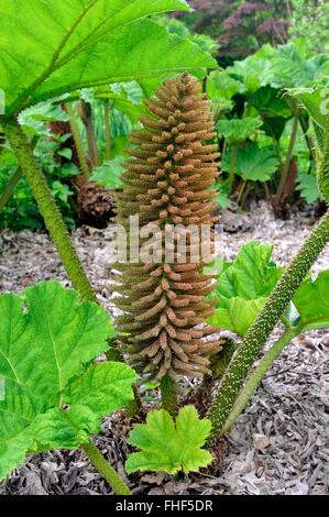 Brasilianischen Riesen-Rhabarber (Gunnera Manicata), Blütenstand, North Rhine-Westphalia, Germany Stockfoto