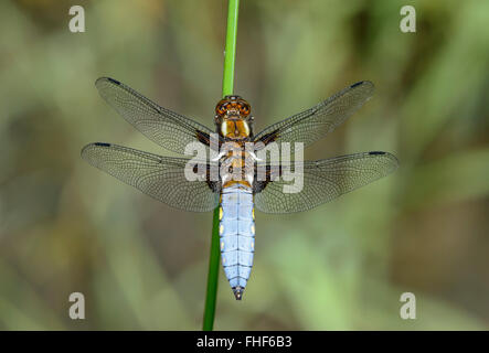 Breit-bodied Chaser (Libellula Depressa), Männlich, Familie Libellulidae (Libellulidae), Kanton Genf, Schweiz Stockfoto