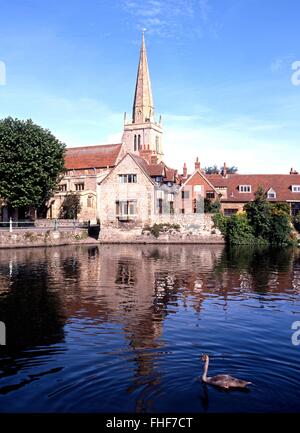 Blick über den Fluss Themse in Richtung St Helens Church mit einem jungen Schwan im Vordergrund, Abingdon, Oxfordshire, England, UK, W Stockfoto