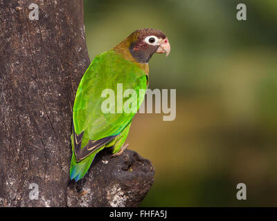 Braun mit Kapuze Papagei thront auf Baum Stockfoto