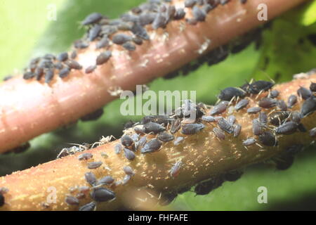 gefleckte efeutute trebie Scindapsus pictus Trebie main image 0