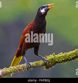 Montezuma Oropendola thront auf Zweig Stockfoto