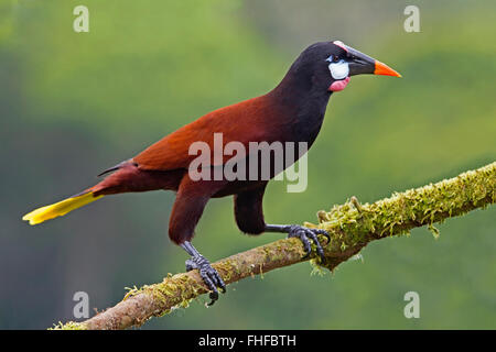 Montezuma Oropendola thront auf Zweig Stockfoto