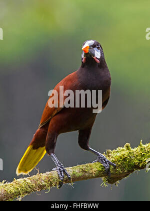 Montezuma Oropendola thront auf Zweig Stockfoto