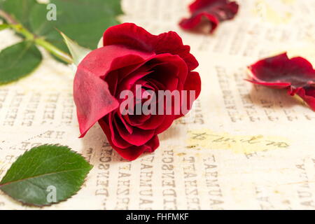 Red rose und Rosenblätter auf gelbem Hintergrund Stockfoto