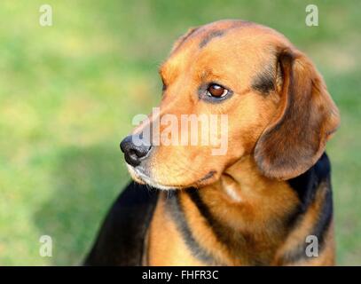Closeup Kopf Bildniss Beagle Hund auf einem grünen Hintergrund. Stockfoto