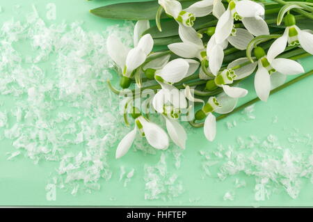 Handvoll frische Schneeglöckchen auf weichem Untergrund Stockfoto