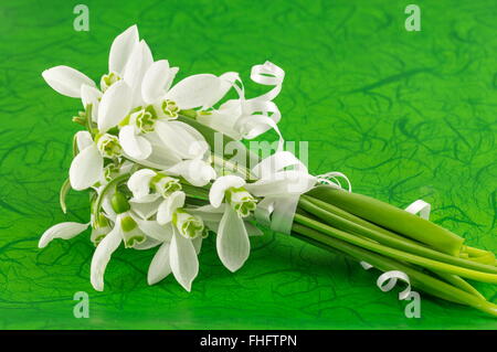 Frische Schneeglöckchen Blumenstrauß auf grünem Hintergrund Stockfoto