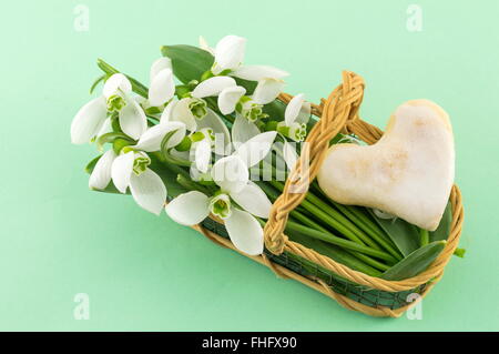 Frische Schneeglöckchen in einem Korb auf grünem Hintergrund Stockfoto