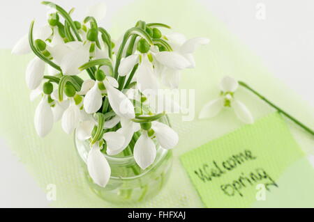 Frische Schneeglöckchen Bouquet mit einem Hinweis auf weiß Stockfoto