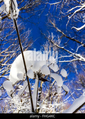 Blume, bedeckt mit Schnee und Tree Tops im Hintergrund Stockfoto