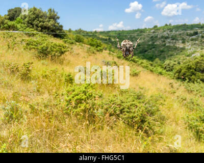 Große Spinne ein Netz mit einer Wiese im Hintergrund Stockfoto