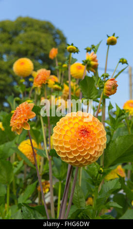 Dahlie schöne Freude gelbe Blume Runde Blüte in einem Garten Stockfoto