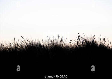 Silhouette der Dünengebieten Grass mit weißem Hintergrund Stockfoto