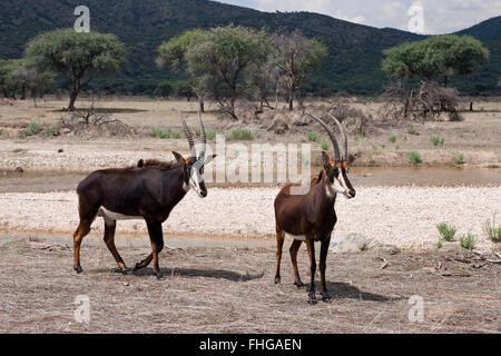 Paar von Sable Antilopen, Hippotragus Niger, Namibia Stockfoto