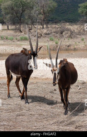 Paar von Sable Antilopen, Hippotragus Niger, Namibia Stockfoto