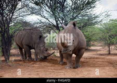 Paar weiße Rinoceros, Ceratotherium Simum, Namibia Stockfoto