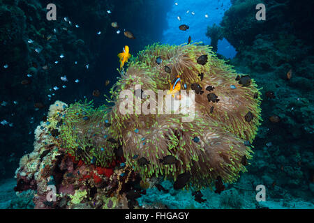 Twobar Anemonefish im Korallenriff, Amphiprion Bicinctus, Rotes Meer, Dahab, Ägypten Stockfoto