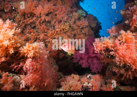 Farbige weiche Korallenriff, Rotes Meer, Ägypten Ras Mohammed Stockfoto