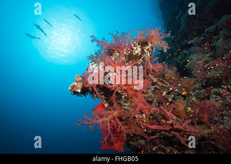 Farbige weiche Korallenriff, Rotes Meer, Dahab, Ägypten Stockfoto