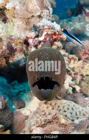 Riesen Muräne Gymnothorax Javanicus, Rotes Meer, Dahab, Ägypten Stockfoto