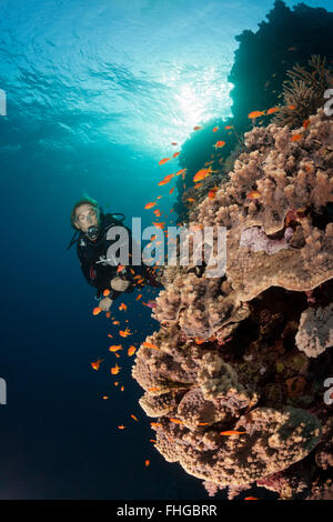 Taucher und Korallenriff, Rotes Meer, Dahab, Ägypten Stockfoto