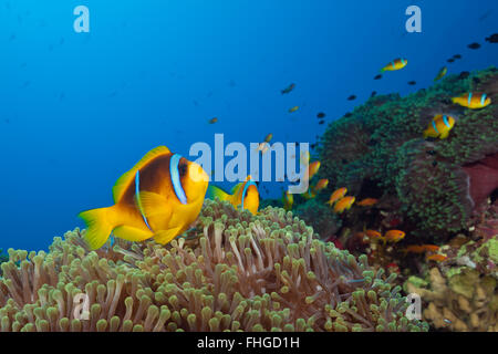 Twobar Anemonefish im Korallenriff, Amphiprion Bicinctus, Rotes Meer, Ras Mohammed, Ägypten Stockfoto