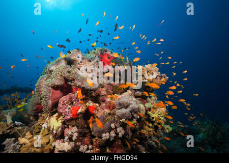 Twobar Anemonefish im Korallenriff, Amphiprion Bicinctus, Rotes Meer, Ras Mohammed, Ägypten Stockfoto