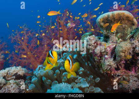 Twobar Anemonefish im Korallenriff, Amphiprion Bicinctus, Rotes Meer, Ras Mohammed, Ägypten Stockfoto