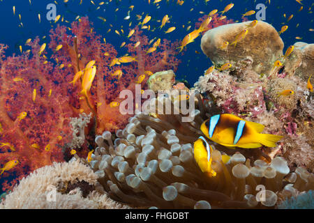 Twobar Anemonefish im Korallenriff, Amphiprion Bicinctus, Rotes Meer, Ras Mohammed, Ägypten Stockfoto