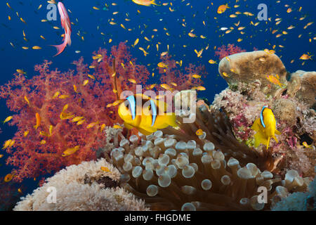 Twobar Anemonefish im Korallenriff, Amphiprion Bicinctus, Rotes Meer, Ras Mohammed, Ägypten Stockfoto